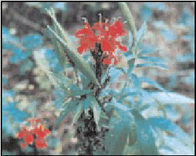 Cardinal Flower at Dayett Mill Race