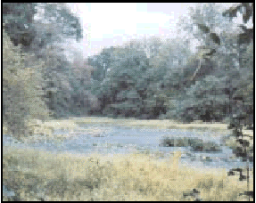 Purgatory Swamp