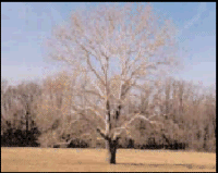 Sycamore at Dayett Mill